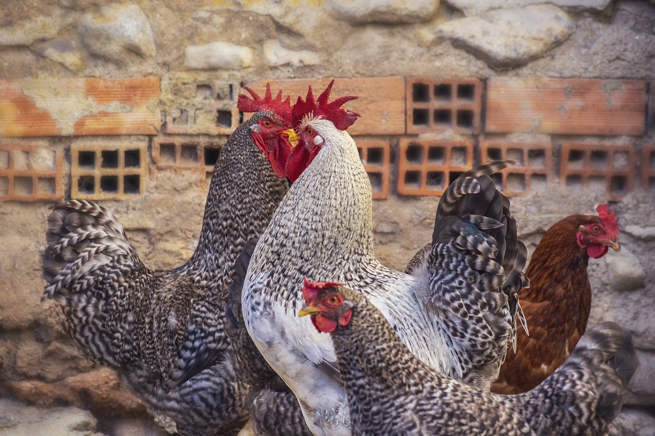 Żywienie zwierząt hodowlanych – kreda pastewna dla kur