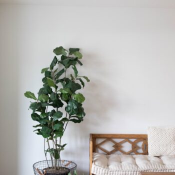 green plant on clear glass vase